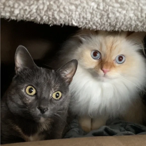 🚨ATTENTION🚨 - Picture 3 of 8